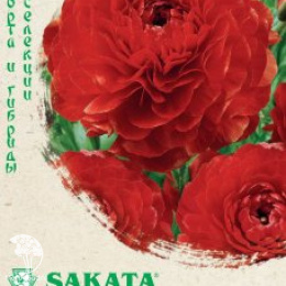 Лютик (Ранункулюс) Цветущая долина красная F1, серия Эксклюзив Саката
