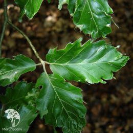 Бук лесной Интеррапта