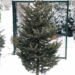 Ель канадская густоветвистая новогодняя в кадке