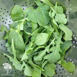 Индау (руккола) Широколистная