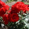 Роза флорибунда Сачмо фото 1 