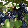 Виноград плодовый Альден фото 2 