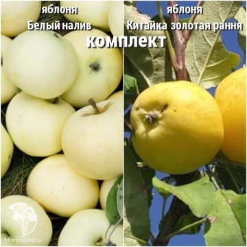 Фото Сверхвыгодный комплект! Яблоня Белый налив + опылитель яблоня Китайка золотая (ранняя)