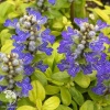 Живучка ползучая Фезеред Френдс Канари фото 1 