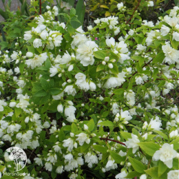  Чубушник гибридный Манто Д'Эрмин