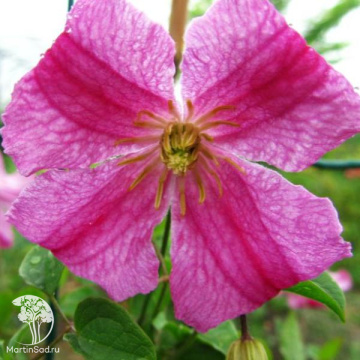 Фото Клематис Краковяк