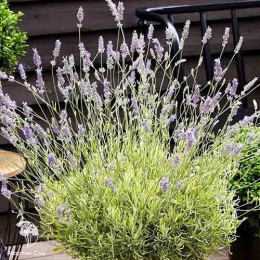 Лаванда гибридная Платинум Блонде