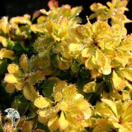 Барбарис тунберга Тини Голд