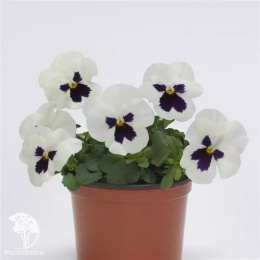 Виола рогатая Сорбет Икс Пи Вайт Блот