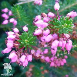 Эрика блуждающая Бирч Глоу