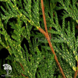 Туя западная Перк Влаандерен