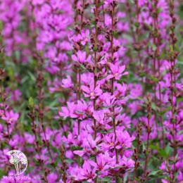 Дербенник прутовидный Дропмор Пёрпл