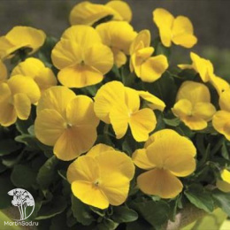 Фиалка (Виола) рогатая Модница