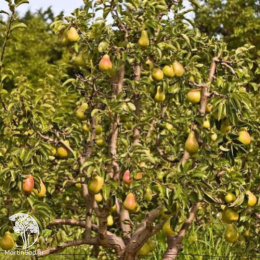 Груша Дойне де Комис на штамбе