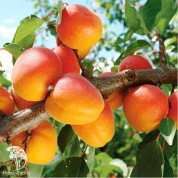 Абрикос Цезарь
