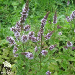 Мята перечная Тархун