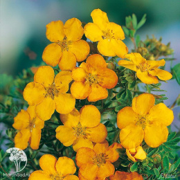 Лапчатка кустарниковая Аннет