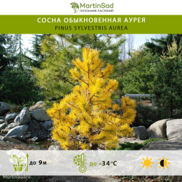 Сосна обыкновенная Аурея