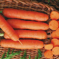 Фото Морковь Длинная тупая без сердцевины