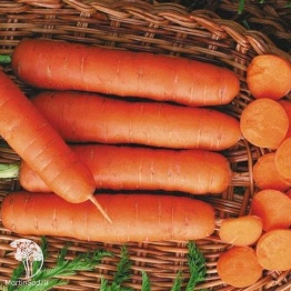 Фото Морковь Длинная тупая без сердцевины
