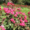 Роза флорибунда Серия Кулинарные розы Распберри фото 2 
