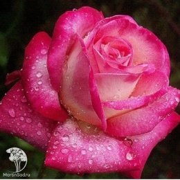 Роза чайно-гибридная Роза Гожар на штамбе