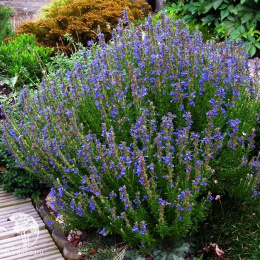 Иссоп Лекарь