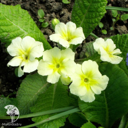 Примула Лимончелло F1 (бесстебельная)