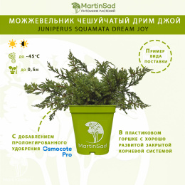 Можжевельник чешуйчатый Дрим Джой