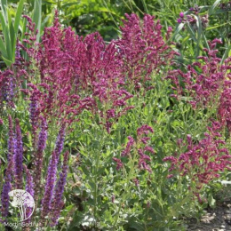 Шалфей дубравный Швелленбург