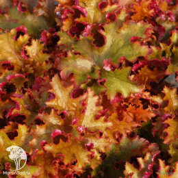 Сверхвыгодный микс! Гейхера Кримсон Керлс + Гейхера Принц + Гейхера Зиппер