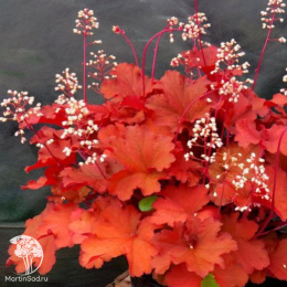 Гейхера гибридная Рио