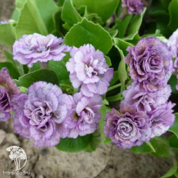 Примула ушковая Ксавьер