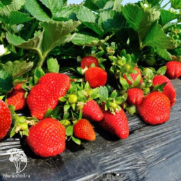 Клубника Корона