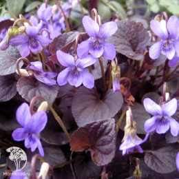Фиалка (виола) лабрадорская