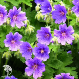 Герань луговая