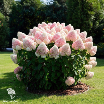 Фото Гортензия метельчатая Кэнди Лав