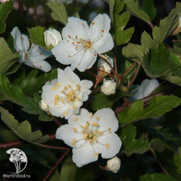 Яблоня декоративная Флорентина