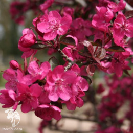 Яблоня декоративная Хозери