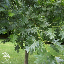 Ольха серая Лациниата