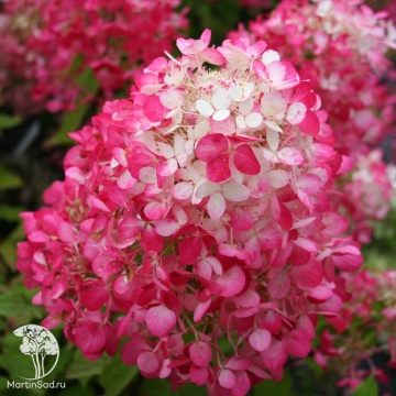 Фото Гортензия метельчатая Даймонд Руж