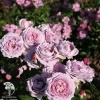 Роза флорибунда Новалис фото 5 