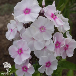 Флокс метельчатый Медовый месяц