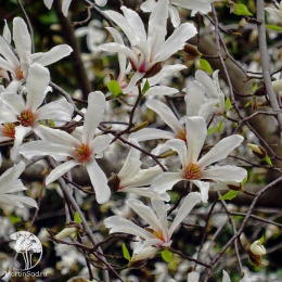 Магнолия кобус Эсвельд Селект
