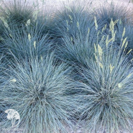 Овсяница сизая Айс Блю