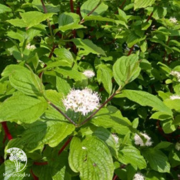 Дёрен красный Грин Лайт