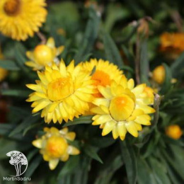 Гелихризум Звездный Мальчик (желтый)