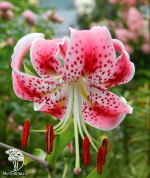 Фото Лилия Прекрасная Рубрум