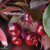 Яблоня обильноцветущая Роялти фото 1 