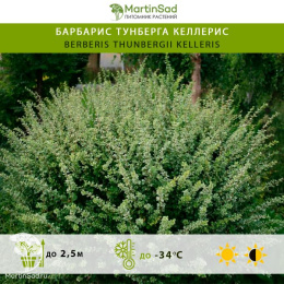 Барбарис тунберга Келлерис